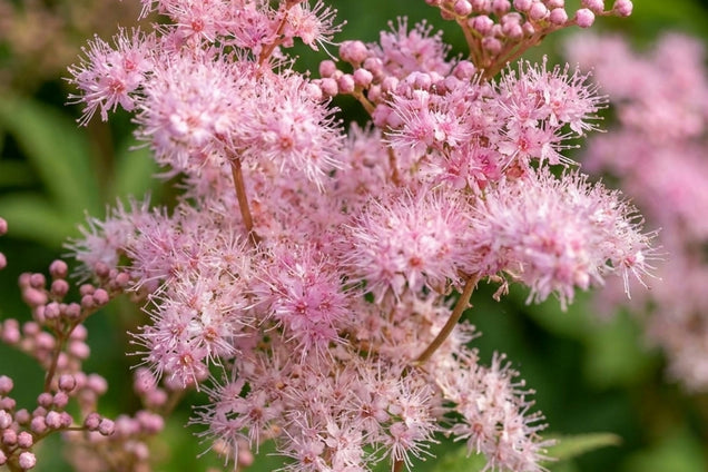Filipendula palmata 'Rosa Schleier' bloem