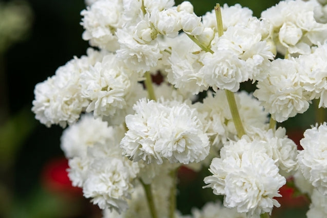 Filipendula purpurea 'Alba' bloemen