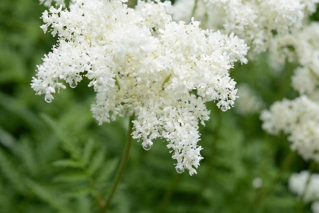Filipendula ulmaria 'Plena' bloem
