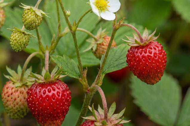 Fragaria ananassa 'Rügen' bloem
