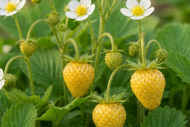 Fragaria vesca 'Yellow Wonder' vrucht