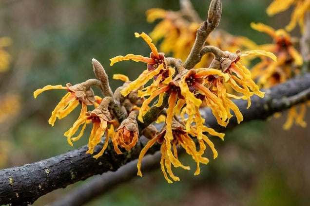 Hamamelis intermedia 'Aphrodite' bloem