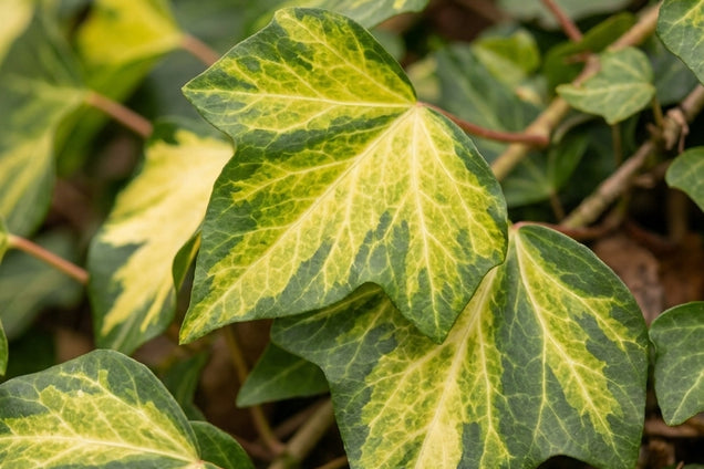 Hedera colchica 'Sulphur Heart' blad