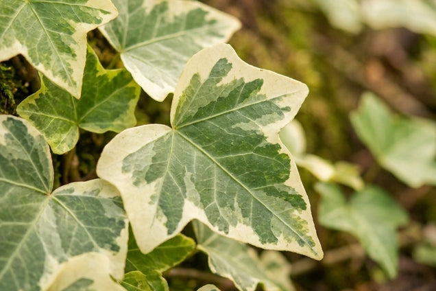 Hedera helix 'Glacier' blad