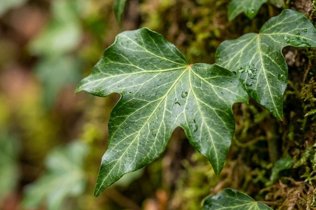 Hedera helix 'Green Ripple' blad