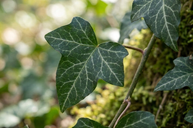 Hedera helix 'Plattensee' blad