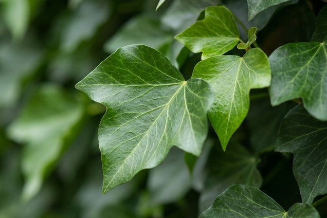 Hedera helix 'Woerner' bloem