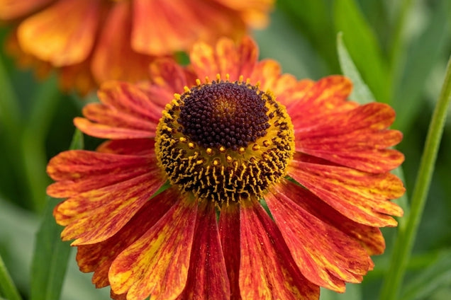 Helenium 'Baudirektor Linne' bloem