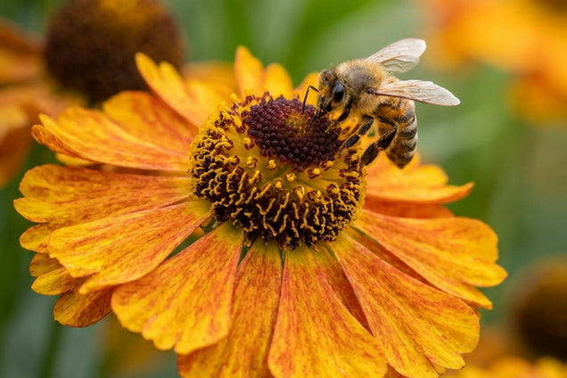 Helenium 'Can Can' bloem