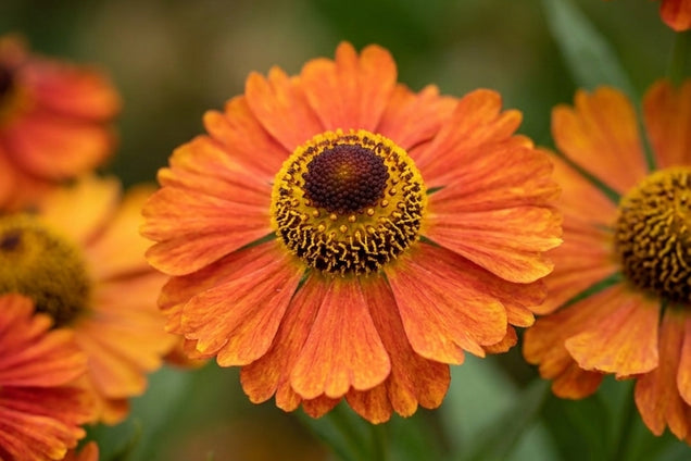 Helenium 'Indianersommer' bloem