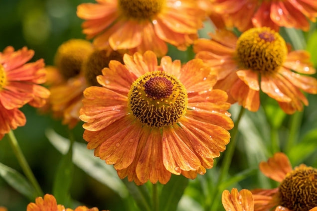 Helenium 'Little Orange' bloem