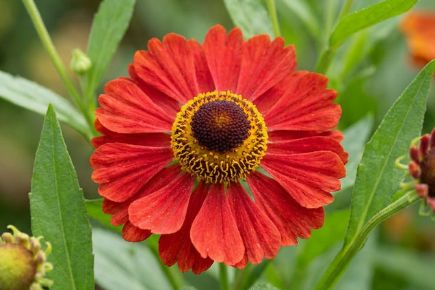 Helenium 'Mahagoni' bloem