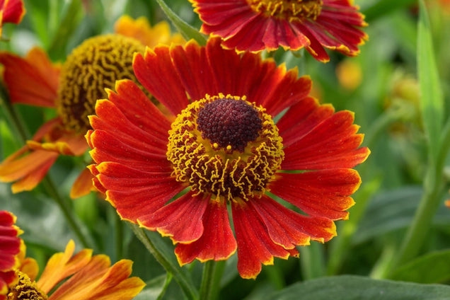 Helenium 'Poncho' bloem