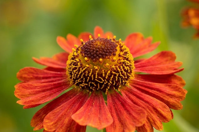 Helenium 'Red Army' bloem