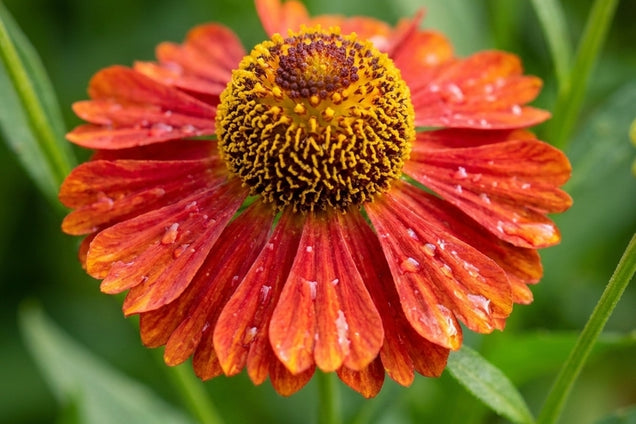 Helenium 'Rubinzwerg' bloem