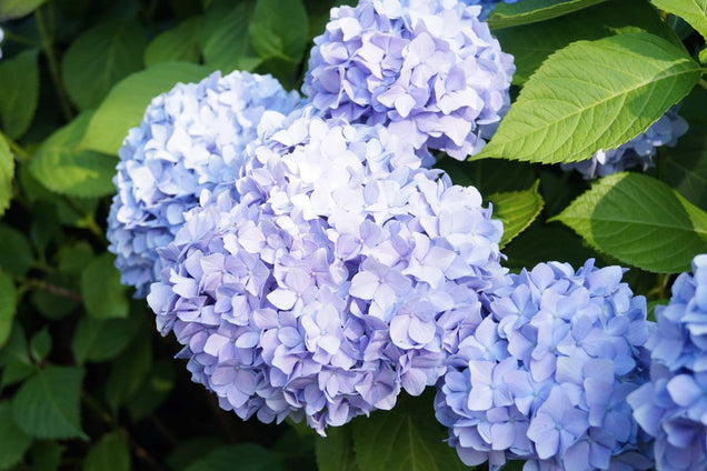 Hydrangea macrophylla 'Mathilde Gütges' bloem