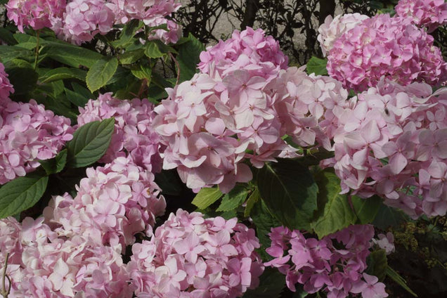 Hydrangea macrophylla 'Soeur Thérèse' bloesem