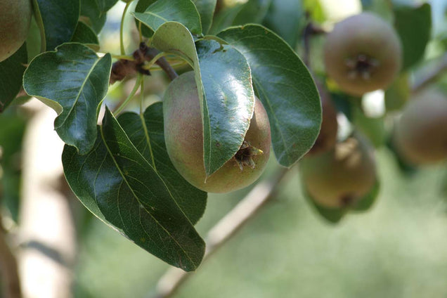 Pyrus communis 'Beurré Hardenpont' vrucht