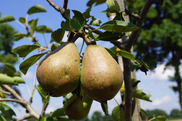Pyrus communis 'Beurré Hardy' vrucht
