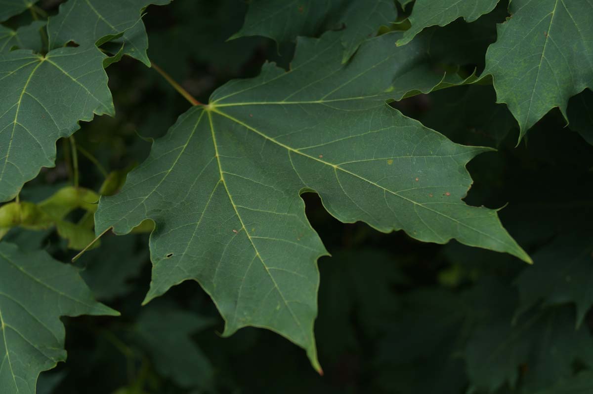 Alles voor een bloeiende tuin