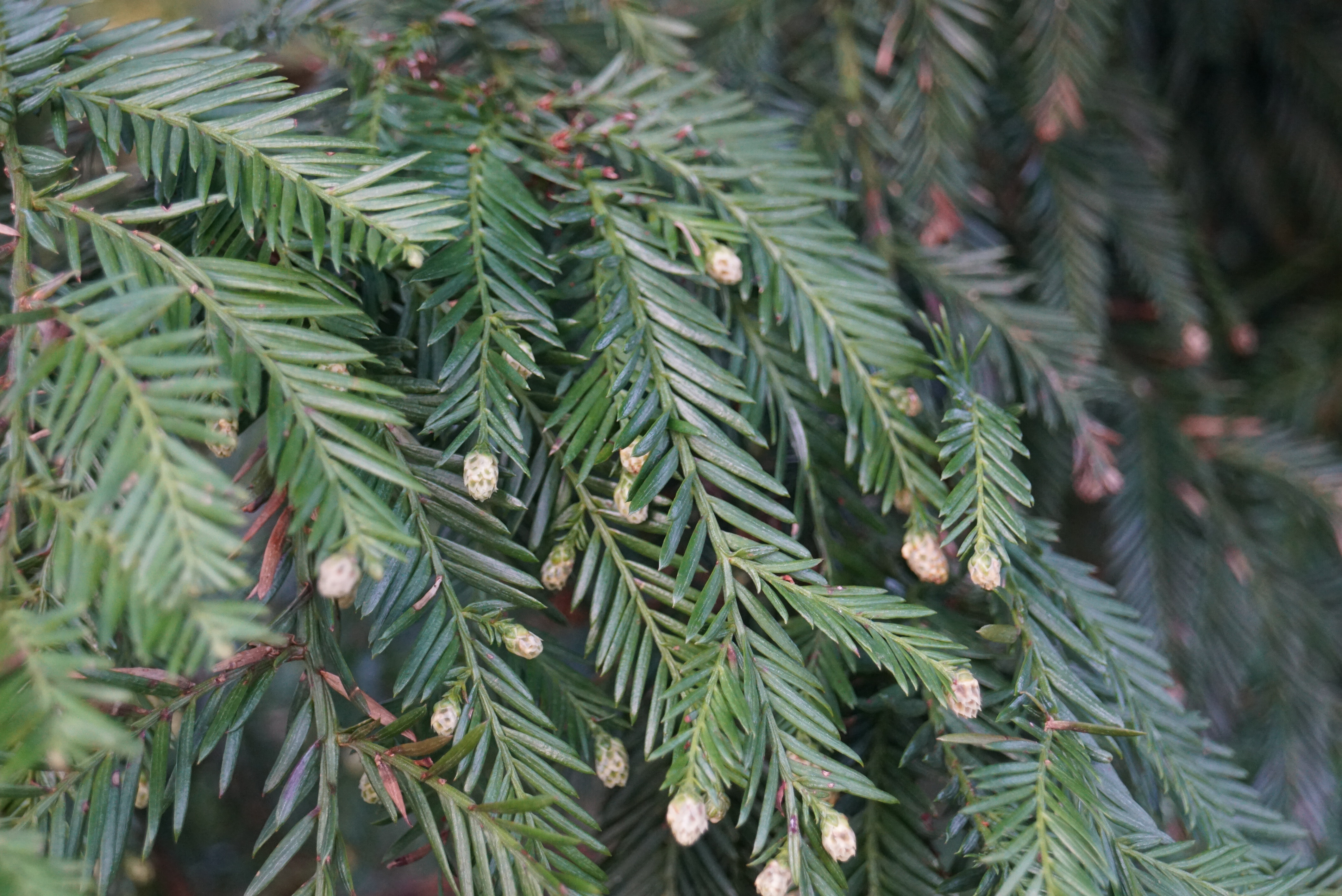 Mammutbaum Seedeo® Küsten Sequoia sempervirens Pflanze 3 Jahre 