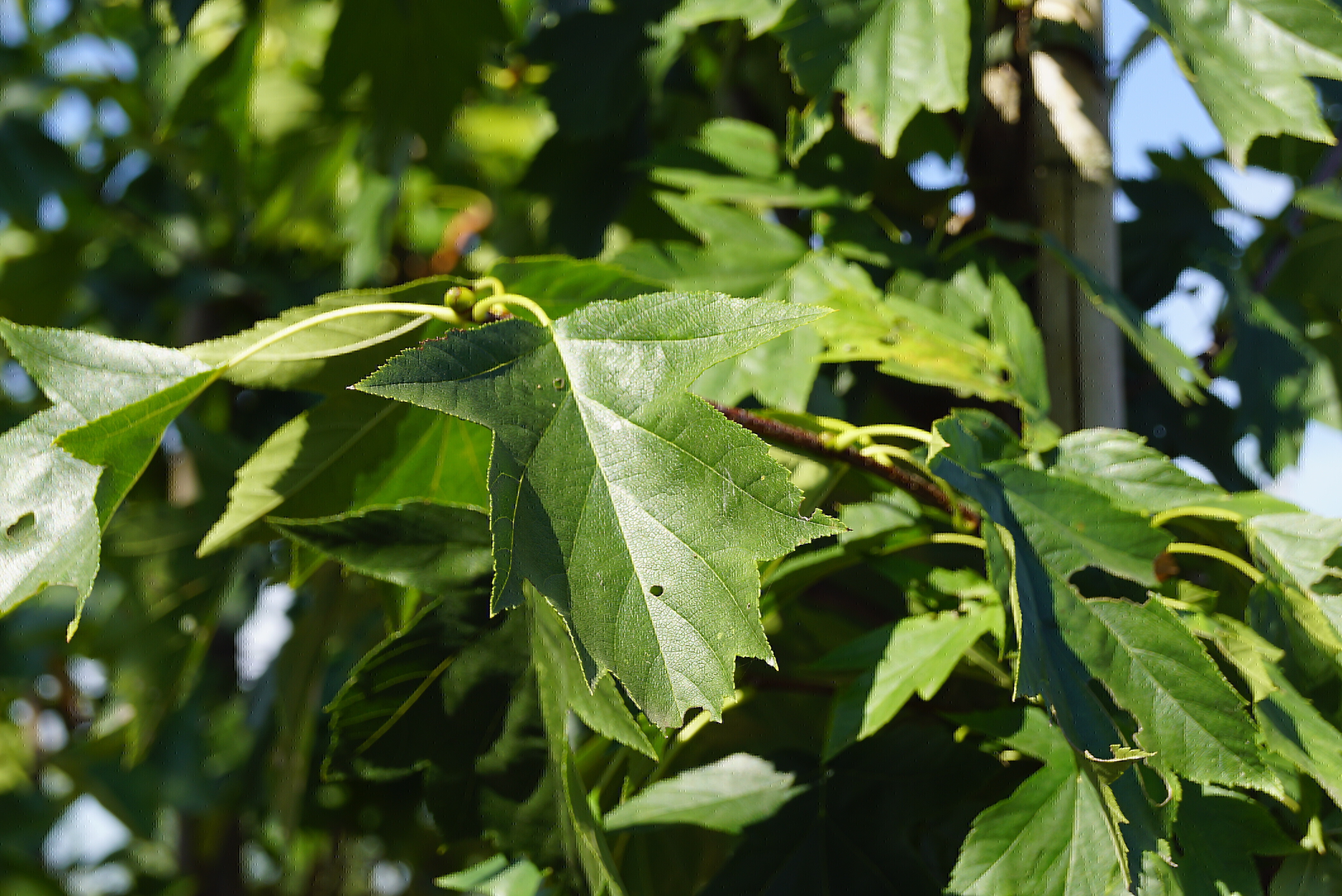 Sorbus torminalis | Elsbeere; Eberesche; Mehlbeere; Vogelbeere | Obstbäume & Gemüsepflanzen