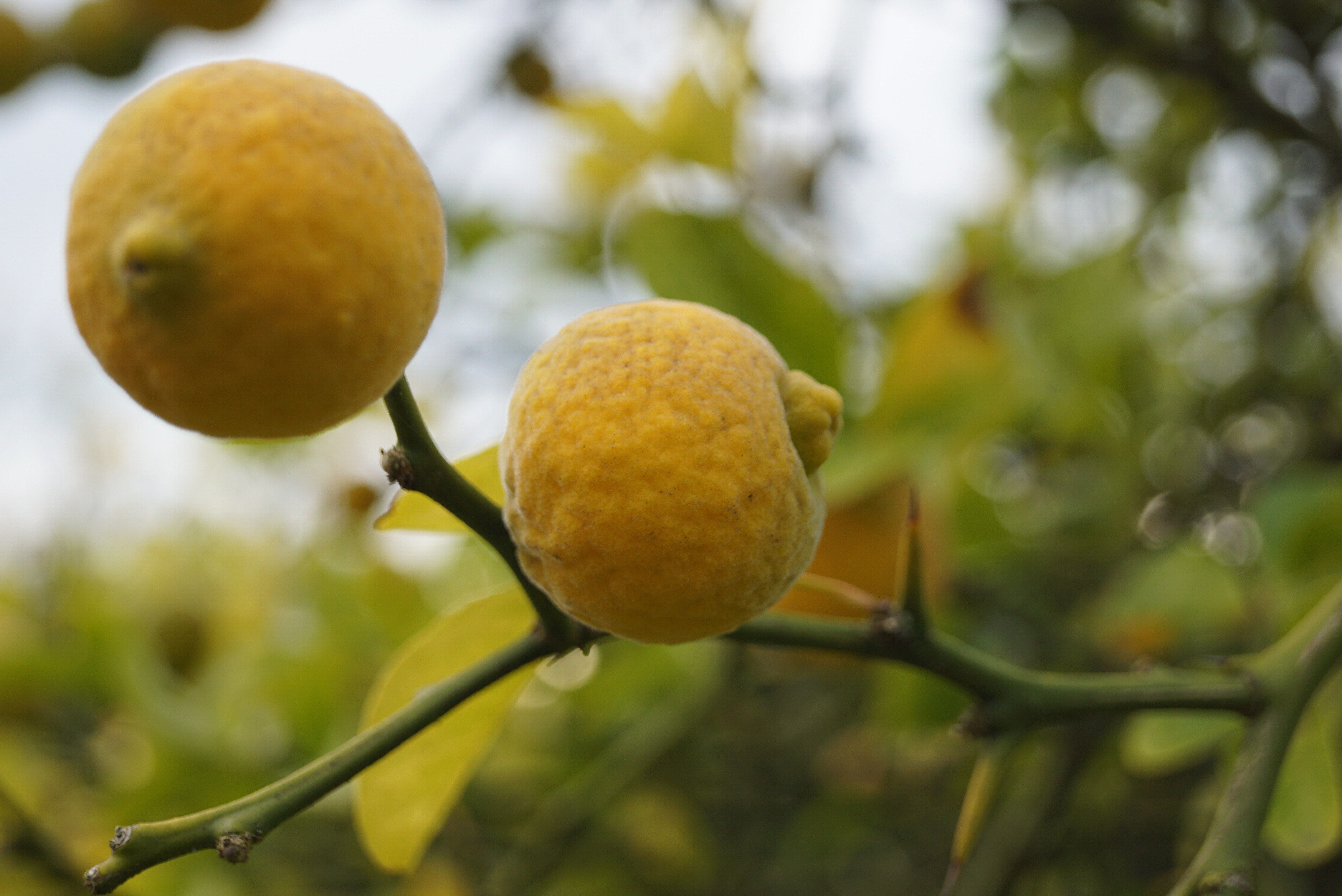 Citrus trifoliata | Dreiblättrige Orange; Bitterorange