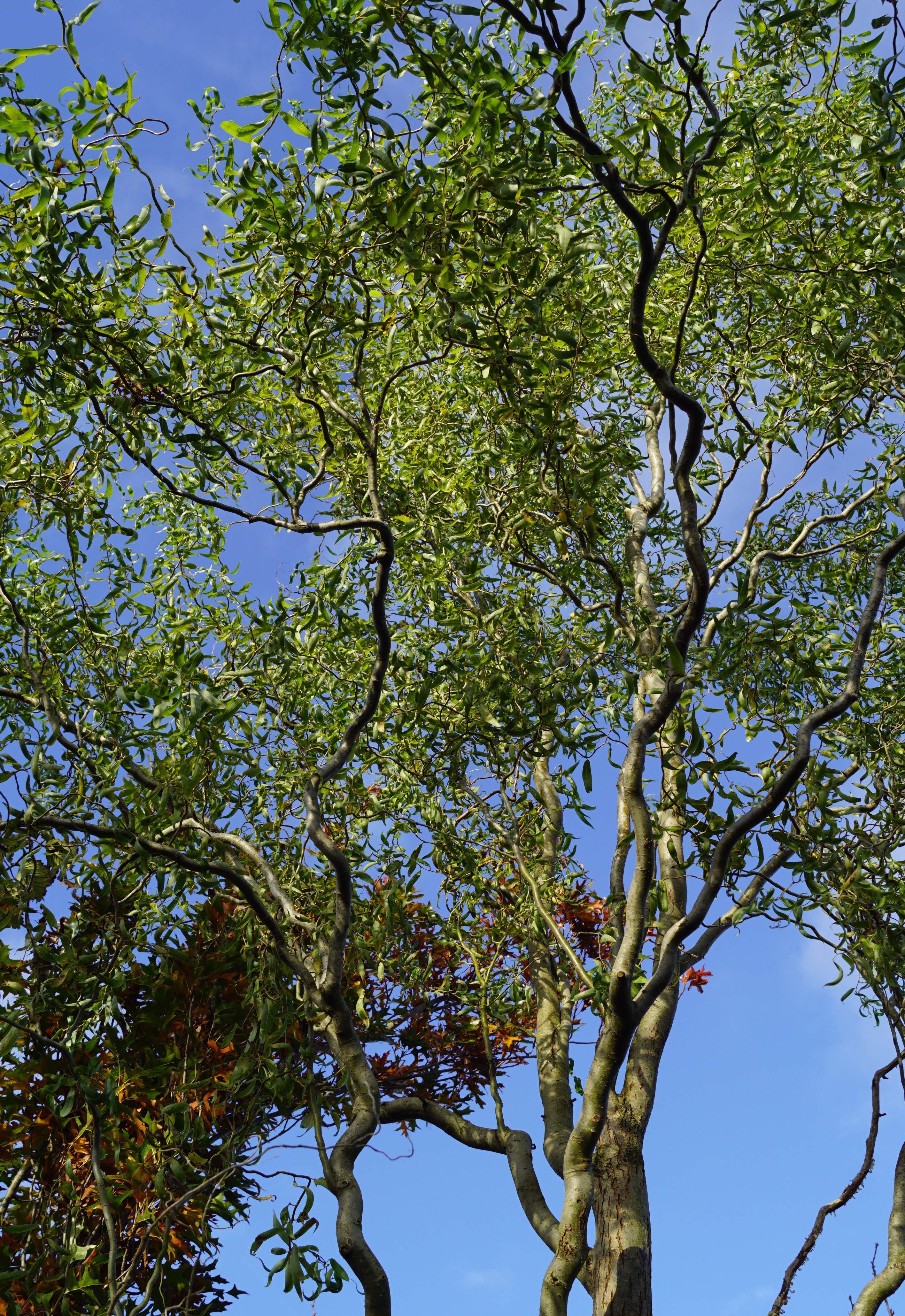 Salix babylonica 'Tortuosa' | Kronkelwilg 'Tortuosa'; Slangenwilg;