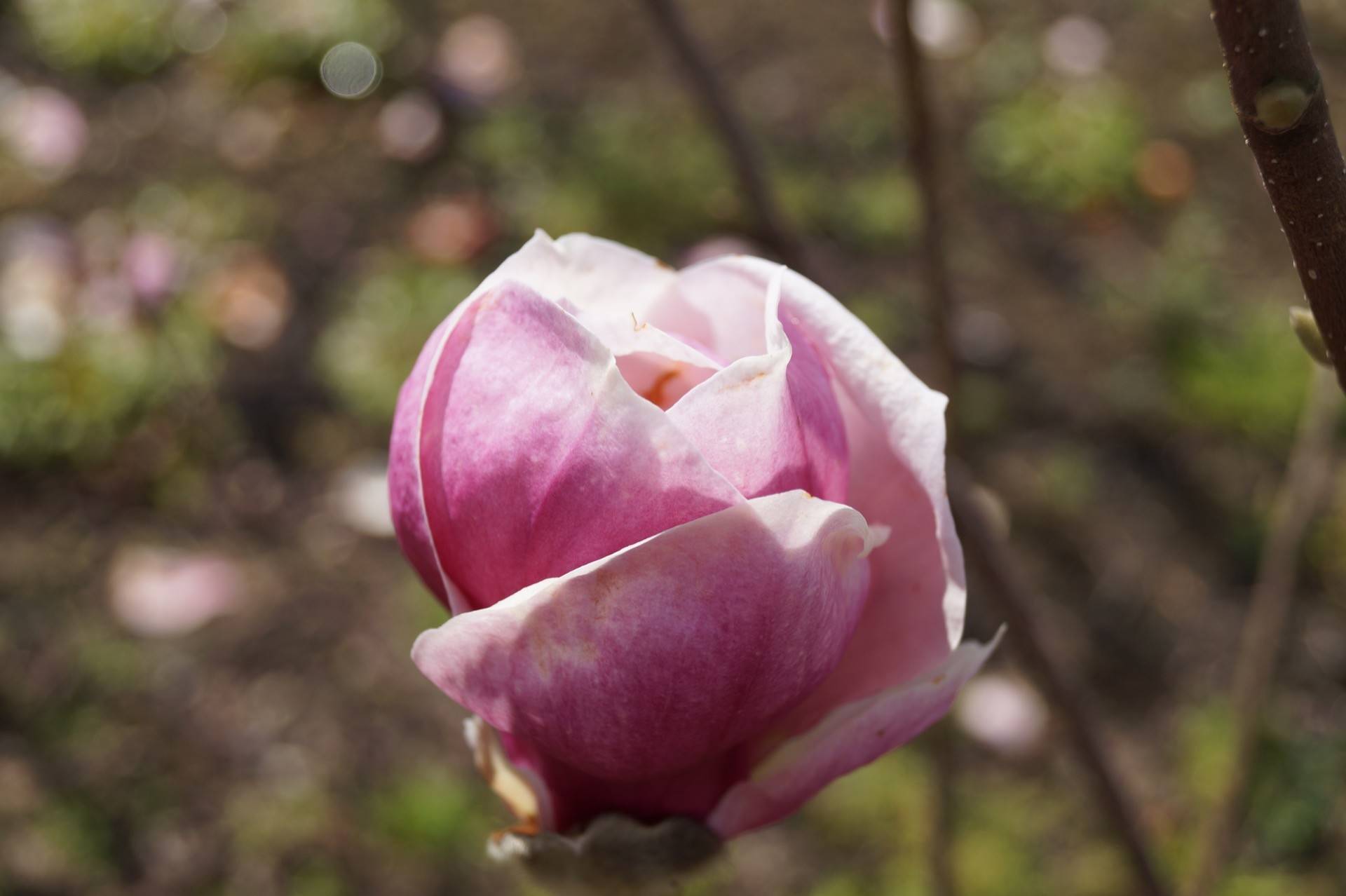 Magnolia Soulangeana Rustica Rubra Tulpen Magnolie Den