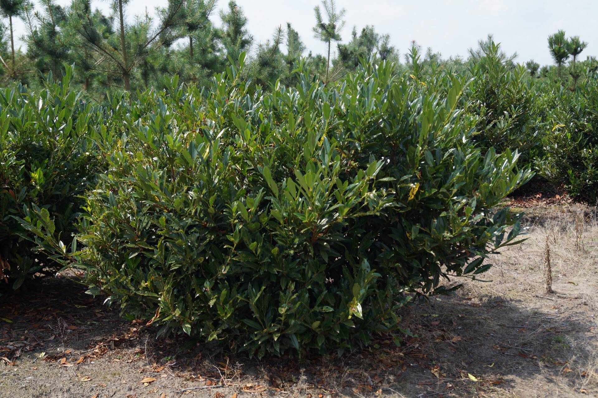Mijnenveld Vervolgen Voor type Prunus laurocerasus 'Otto Luyken' | Laurierkers 'Otto Luyken'