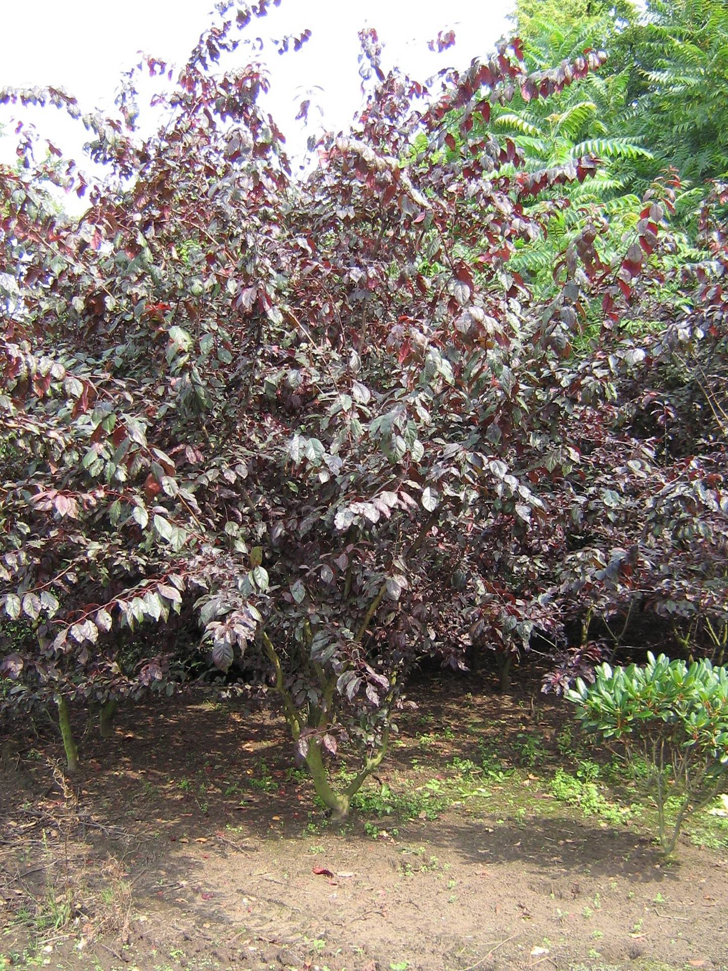 Prunus 'Trailblazer' | Grossfrüchtige Blutpflaume 'Trailblazer'