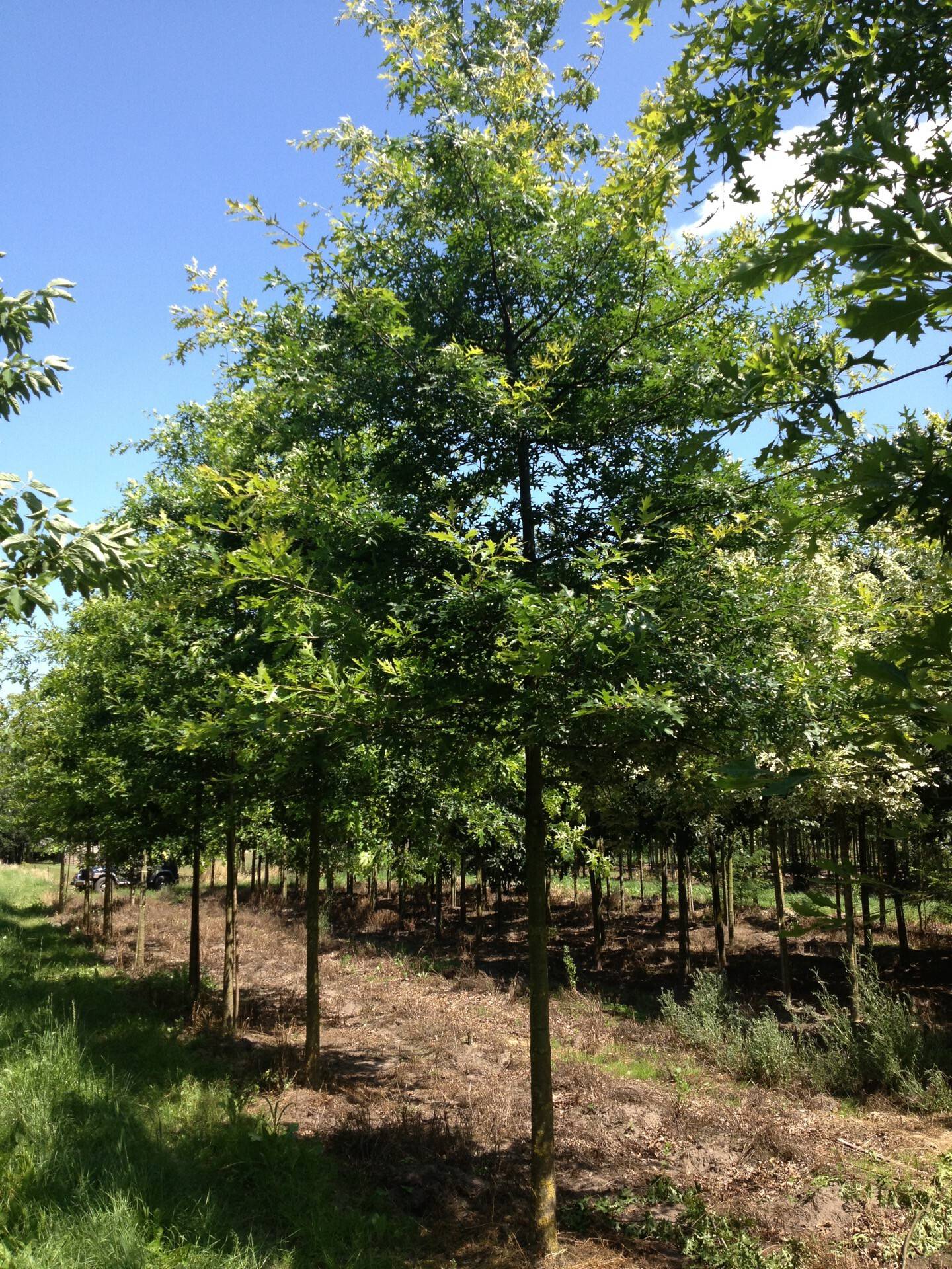 Quercus palustris | Den Mulder Boomteelt | Meer dan 7500 ...