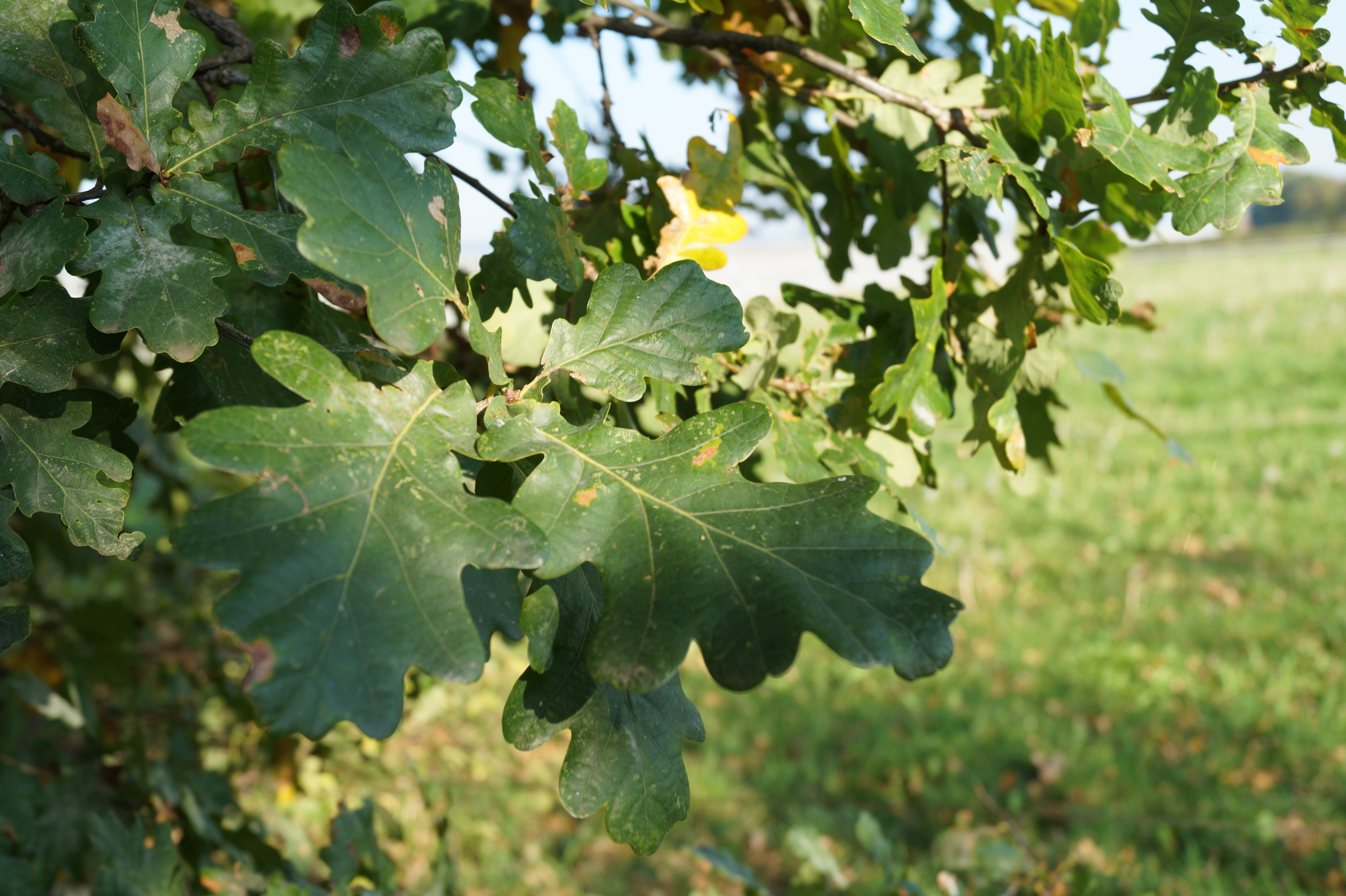 Quercus robur | Zomereik; Inlandse eik | Den Mulder Boomteelt