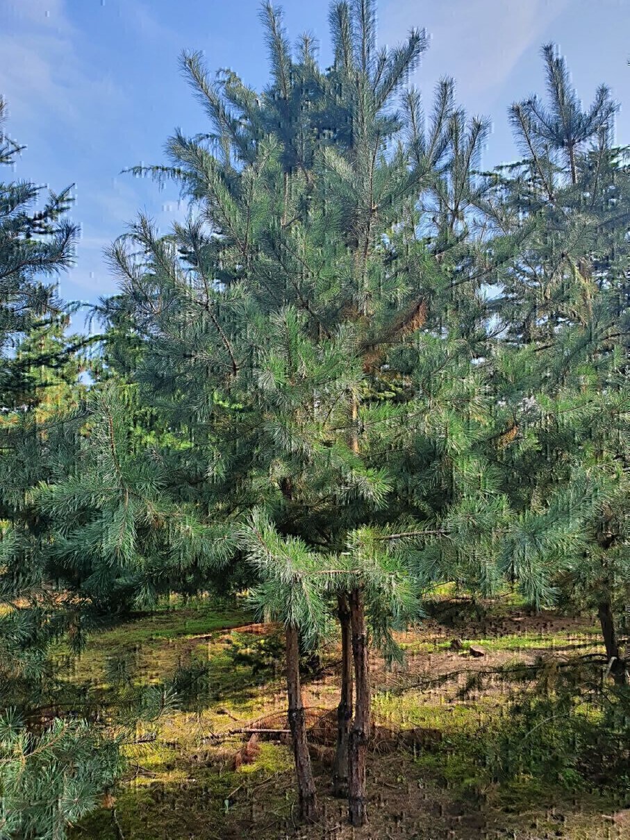 Pinus sylvestris Sandringham 30-40 flache graublaue Zwerg-Kiefer max 0,50m h. 