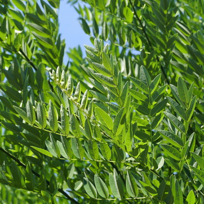 Styphnolobium japonicum 'Regent'  Japanischer Schnurbaum 'Regent